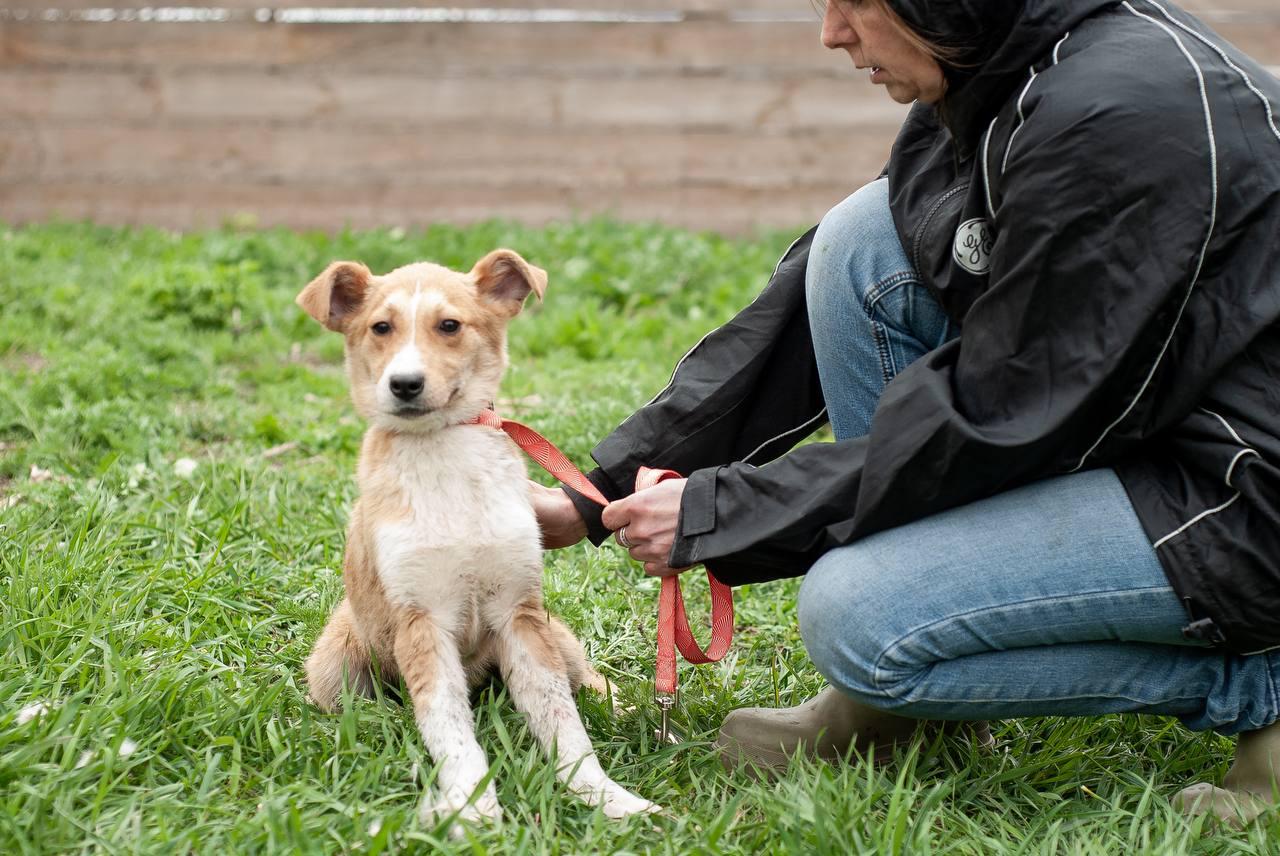 Chiens à adopter